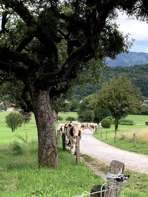 Petit Cocon Entre Lac, Golf Et Montagne, Proche D'Annecy ジエ エクステリア 写真